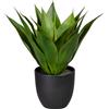 Agave - kaiserkraft