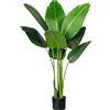 Strelitzia nicolai - kaiserkraft