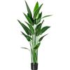 Canna glauca - kaiserkraft