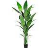 Canna glauca - kaiserkraft