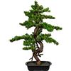 Mirto bonsai - kaiserkraft