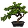 Mirto bonsai - kaiserkraft