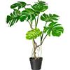 Monstera deliciosa - kaiserkraft
