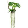 Monstera deliciosa su radice - kaiserkraft