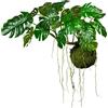 Monstera deliciosa su palla di muschio - kaiserkraft