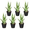 Mini Sanseveria - kaiserkraft