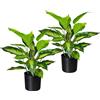 Dieffenbachia - kaiserkraft