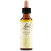 SCHWABE PHARMA ITALIA OLIVE BACH ORIG 20ML