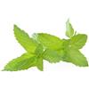 Antica Farmacia Orlandi Menta Piperita In Foglie Intere Extra Qualità