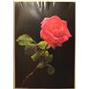 (PRL) ROSA ROSSA RED ROSE VINTAGE AFFICHE PRINT ART POSTER COLLECTION