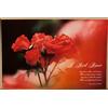 (PRL) 1990 ROSE ROSSE THOMAS HARDY A RED ROSE VINTAGE AFFICHE PRINT ART POSTER