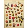 (PRL) 2000 MELA APPLE MELE POMMES VINTAGE AFFICHE PRINT ART POSTER COLLECTION