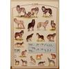 (PRL) 1993 ANIMALE LUPO LUPI WOLF ANIMAL LOUP VINTAGE AFFICHE PRINT ART POSTER