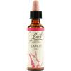 Larch Bach Orig 20Ml 20 ml Gocce orali