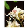 Msa Aesculus Hippoca 50 Ml ml Gocce orali
