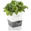 Cole & Mason Burwell Vaso Autoirrigante per Erbe Aromatiche Singolo | Vaso Per Piante Da Interno, Con Serbatoio dell'Acqua, Perfetto per Davanzali e Cucina, Acciaio inossidabile, Per 1 Pentola