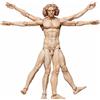 Freeing THE TABLE MUSEUM - Vitruvian Man Figma Action Figure # SP-075 Freeing