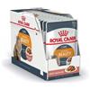 Royal Canin Cibo umido per gatti Royal Canin intense beauty in salsa 85 g confezione 12 pz.