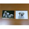 Jumajo lot 2 Magnets aimant 7,8 cm X 5,3 cm CHIENS CHIOTS : LABRADOR 15/16