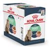 Royal Canin Digestive Care cibo umido per gatto (in salsa) 1 scatola (12 x 85 g)