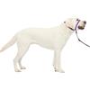 PetSafe Collare e guinzaglio Delicato con Dvd per addestramento