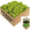 GJS Islandmoos Muschio da 1 kg / 500 g / 200 g, diversi colori, vero muschio naturale conservato (dall'Islanda) per fai da te, decorazioni per Pasqua, modellismo verde chiaro