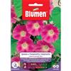 Blumen ipomea o campanella rampicante rossa