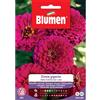 Blumen zinnia gigante della california rosa