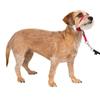 PetSafe Collare e guinzaglio Delicato con Dvd per addestramento