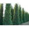Vivaio di Castelletto Cipresso di Leyland Cupressocyparis leylandii pianta in vaso biodegradabile ø8 cm Vivaio di Castelletto