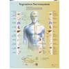 3B Scientific - Laminato Sistema Nervoso Autonomo Poster - Poster di Anatomia Protetto da UV e Polvere per Studio, Insegnamento e Cliniche