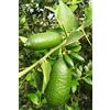 Generico ALBERO DI LIMONE CAVIALE VERDE, FINGER LIME FITOCELLA O VASO 18/20 CM