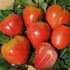 Sativa Pomodoro cuore di bue 0.25 g BIO