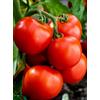 Sativa Pomodoro nano cappuccetto rosso 1 g BIO