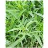 Sativa Rucola selvatica 1.25 g BIO
