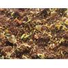Erbe di Montagna Fuoco del Deserto - Rooibush al sapore piccante g.100