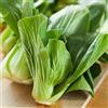 Legutko Sali di Choi di cavolo cinese - Brassica chinensis