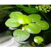 Proximus_N1 10 x mini Amazon Frogbit/piante vive