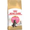 Royal Canin Breed Multipack risparmio! 2 x Royal Canin Feline Crocchette per gatti - 2 x 10 kg Maine Coon Kitten