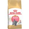 Royal Canin Breed Royal Canin British Shorthair Kitten Crocchette per gatto Set %: 2 x 10 kg