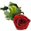 Carpe Diem Rosa Stabilizzata Gambo Lungo | Regalo Perfetto Per Lei
