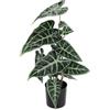 Flair Flower Pianta artificiale di calathea, pianta artificiale, fiori di seta, piante artificiali, pianta ornamentale, pianta verde, zebrina, alocasia, sanderiana, orecchie di elefante Sanderiana Fiorella