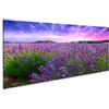 islandburner Quadro moderno campo di lavanda cespugli Provenza Stampa su tela - Quadro x poltrone salotto cucina mobili ufficio casa - fotografica formato XXL