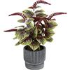 Flair Flower Pianta artificiale di peperomia, pianta artificiale, pianta di seta, fiori di seta, pianta artificiale, pianta in vaso, pianta decorativa, grande pianta verde, decorazione autunnale