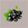 LUCGEL SRL Purea di frutta 100% Gusto Cassis Ribes Conservazione a Temperatura Ambiente 1,5 Kg