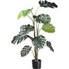 Monstera deliciosa - kaiserkraft