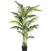 Kentia (Howea forsteriana) - kaiserkraft