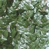 Verdelook Siepe Artificiale Sempreverde Point Lauro 100x300cm