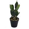 Home Living Cactus Opuntia con vaso Nero Ø14x(h)31,7cm