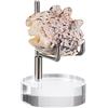 BTSKY Mini Espositore da Braccio Regolabile in Metallo Argento con Base Rotonda in Acrilico, Geodi Roccia Minerale Agata Fossile Corallo Espositore Monete